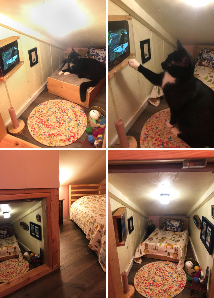 El dormitorio del gato está terminado. El televisor tiene el canal de los pájaros