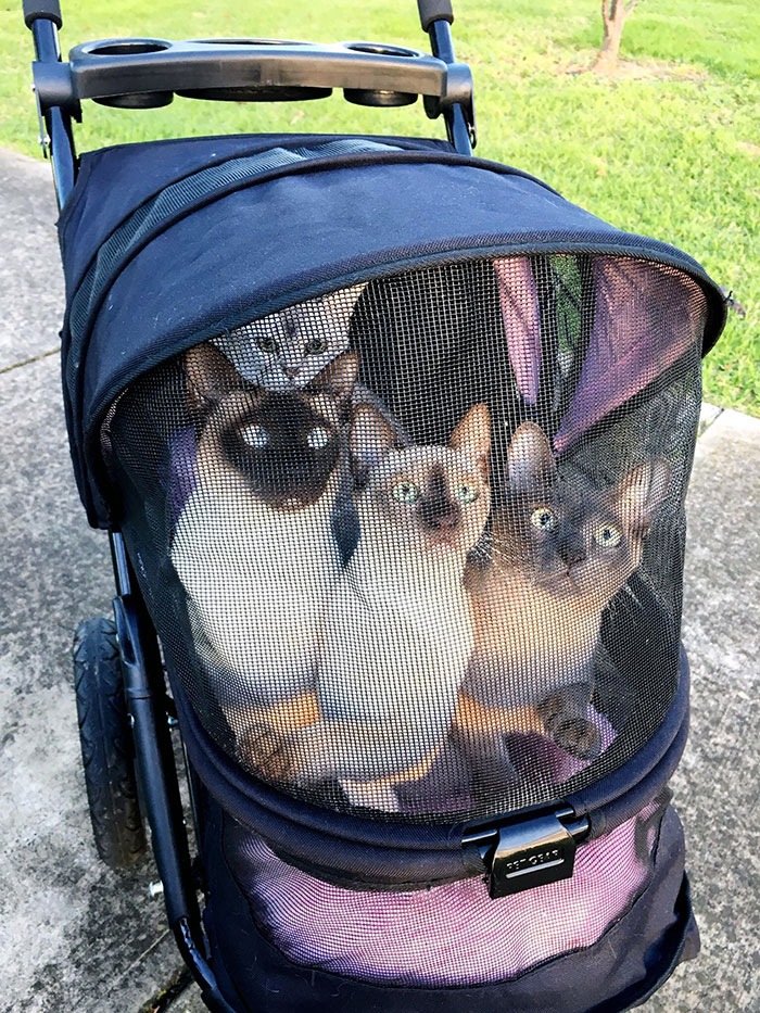 Si no salen en su cochecito de gato al atardecer para ver a los pajaritos, no dejan de maullar