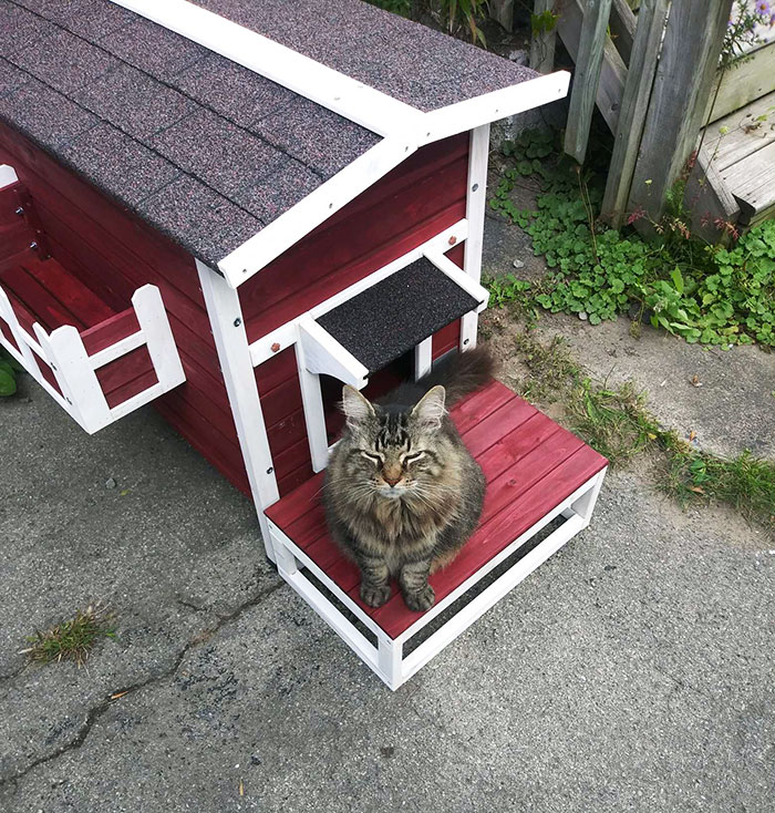 Mi mujer empezó a alimentar a un gato callejero, pero yo soy alérgico y no podemos llevarlo a nuestra casa. En lugar de eso, le construí a la gata su propia casa. Está aislada y tiene calefacción eléctrica