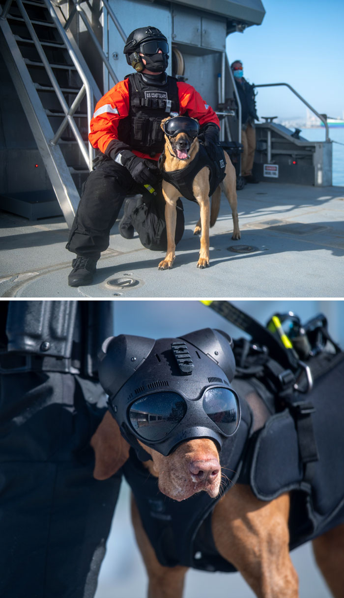 Un perro guardacostas lleva un casco y unas gafas geniales