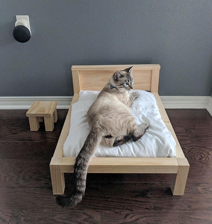 Mi marido dijo que iba a hacer una cama nueva. Pensé que era para nuestro nuevo colchón. Era para el gato