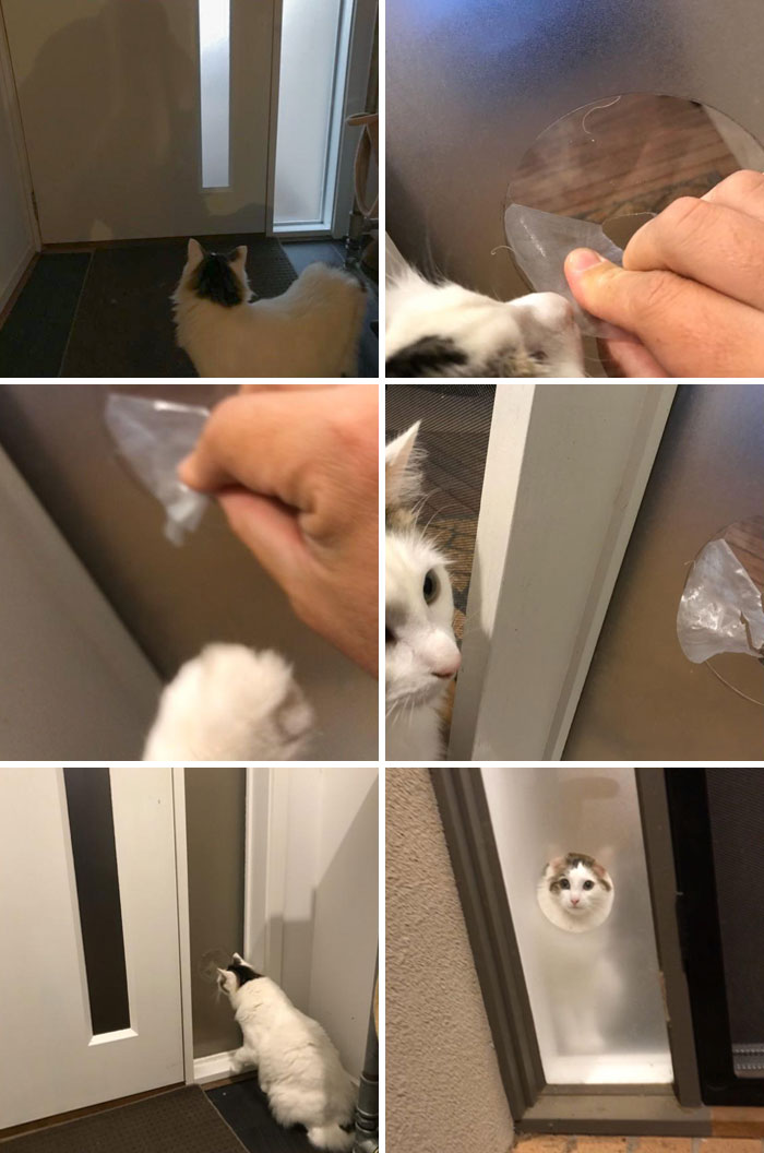 Me sentí mal porque mi gato no podía ver nuestro patio delantero, así que juntos le hicimos una mirilla en el glaseado