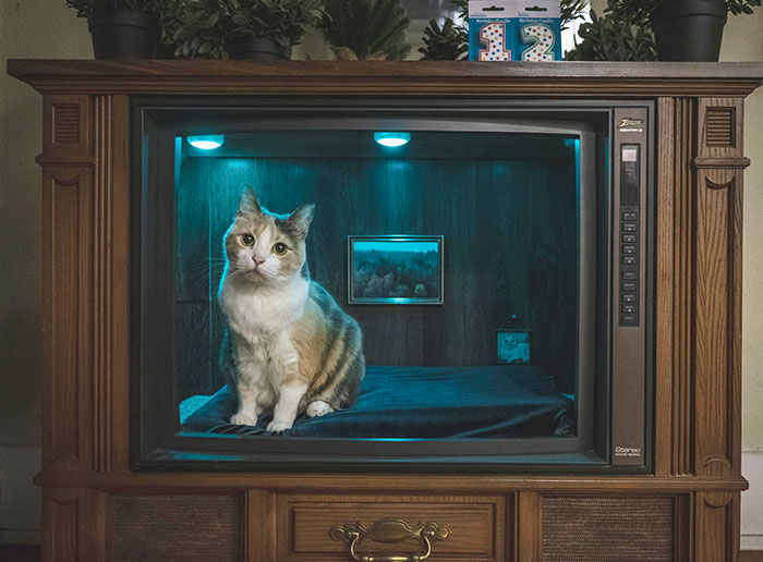 Un viejo televisor reconvertido en cama para mi gato para su cumpleaños
