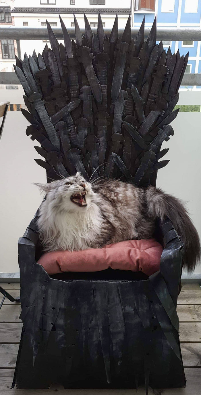 Hice un trono de hierro para mi Maine Coon. Se metió de lleno en el papel
