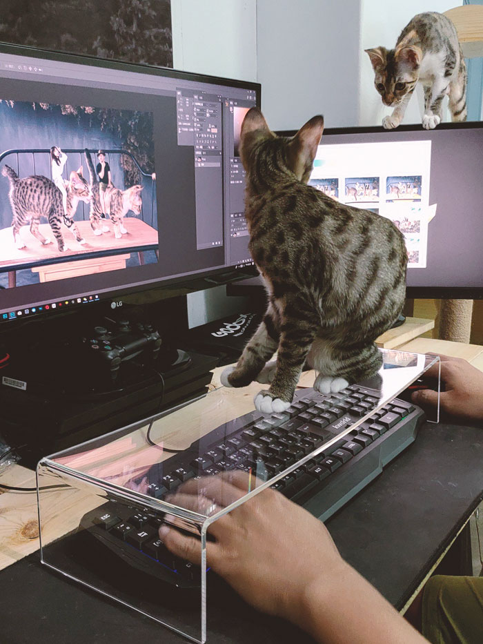 Cómo resolver el problema al teclear con el gato