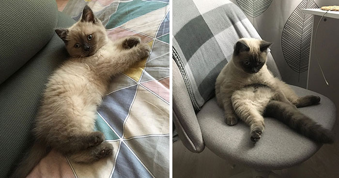 30 Fotos mostrando el crecimiento de estos adorables gatos