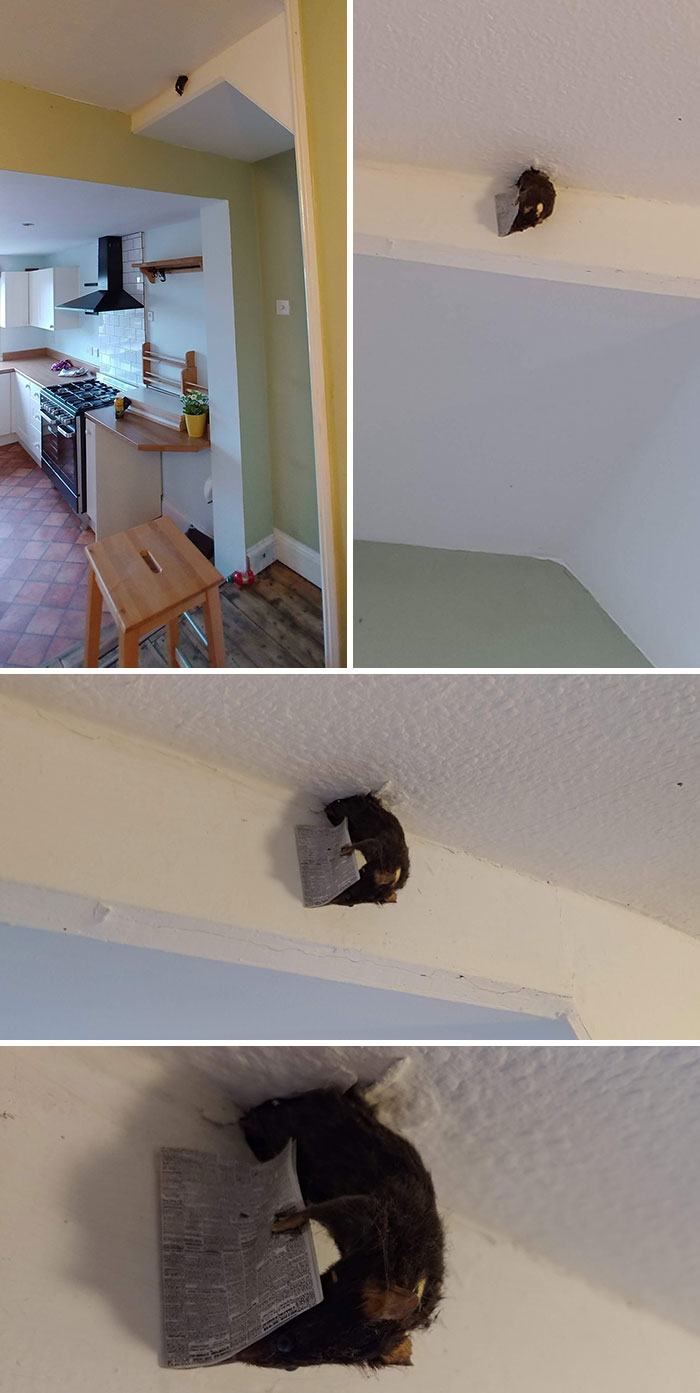 Recientemente nos mudamos a una casa nueva de alquiler, no sé qué pensar de esto