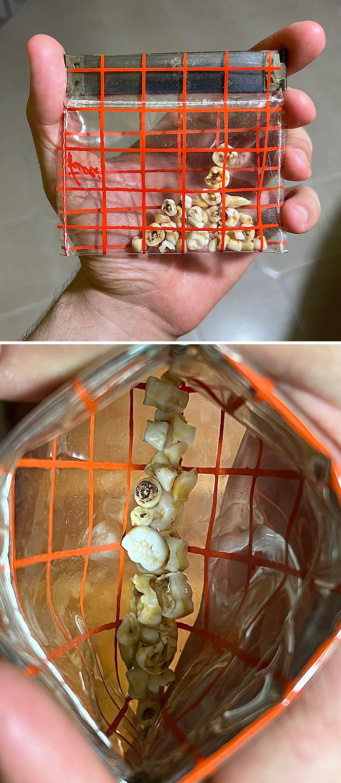 Este viejo monedero lleno de dientes que acabo de encontrar en mi sótano