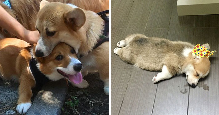 40 Corgis tan adorables como tontorrones