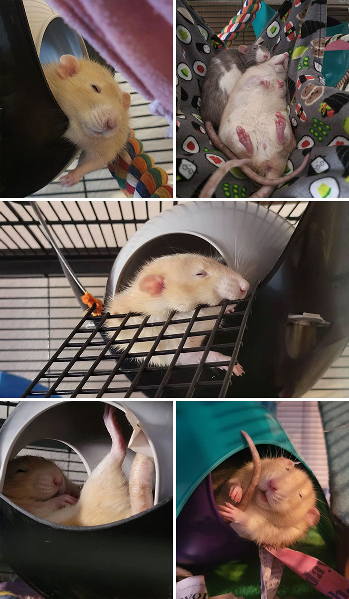 Las posturas más creativas de Alfred para dormir