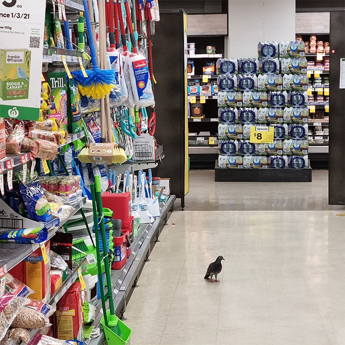 Este tipo parece que está muy cerca de las semillas para pájaros
