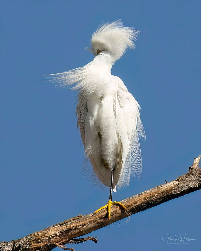 Como ávido fotógrafo de aves, conozco el valor de esperar el momento exacto y el ángulo en el que un ave se presenta en toda su magnífica gloria. Así que les presento a "Garceta Retorcida"