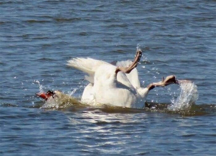 Un poco complicado, esta pésima fotografía de aves... "El Lago de los Cisnes"