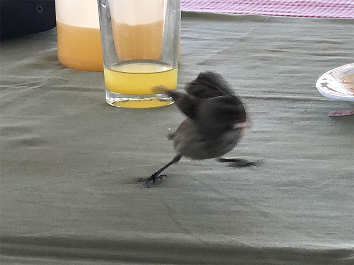 He tratado de conseguir una foto de un pinzón darwiniano, pero éste no ha querido...