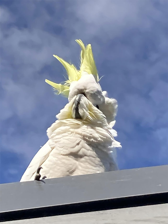 Día de mal pelo