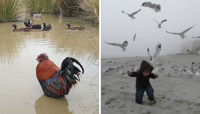 30 Divertidos fallos intentando fotografiar aves que había que compartir (nuevas fotos)