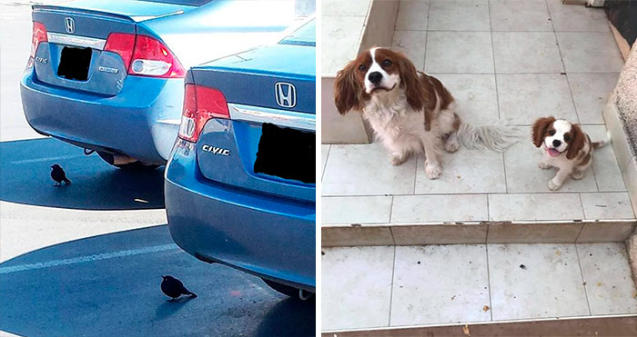 40 Fotos de animales «dobles» demostrando que vivimos en una simulación