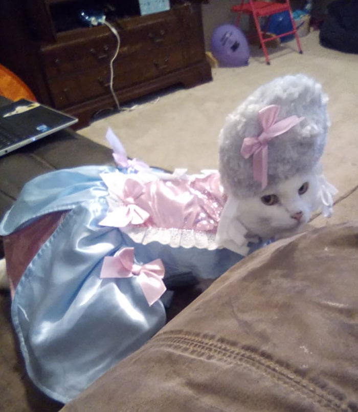 Recen por mí. Decidí disfrazar a mi gato para Halloween