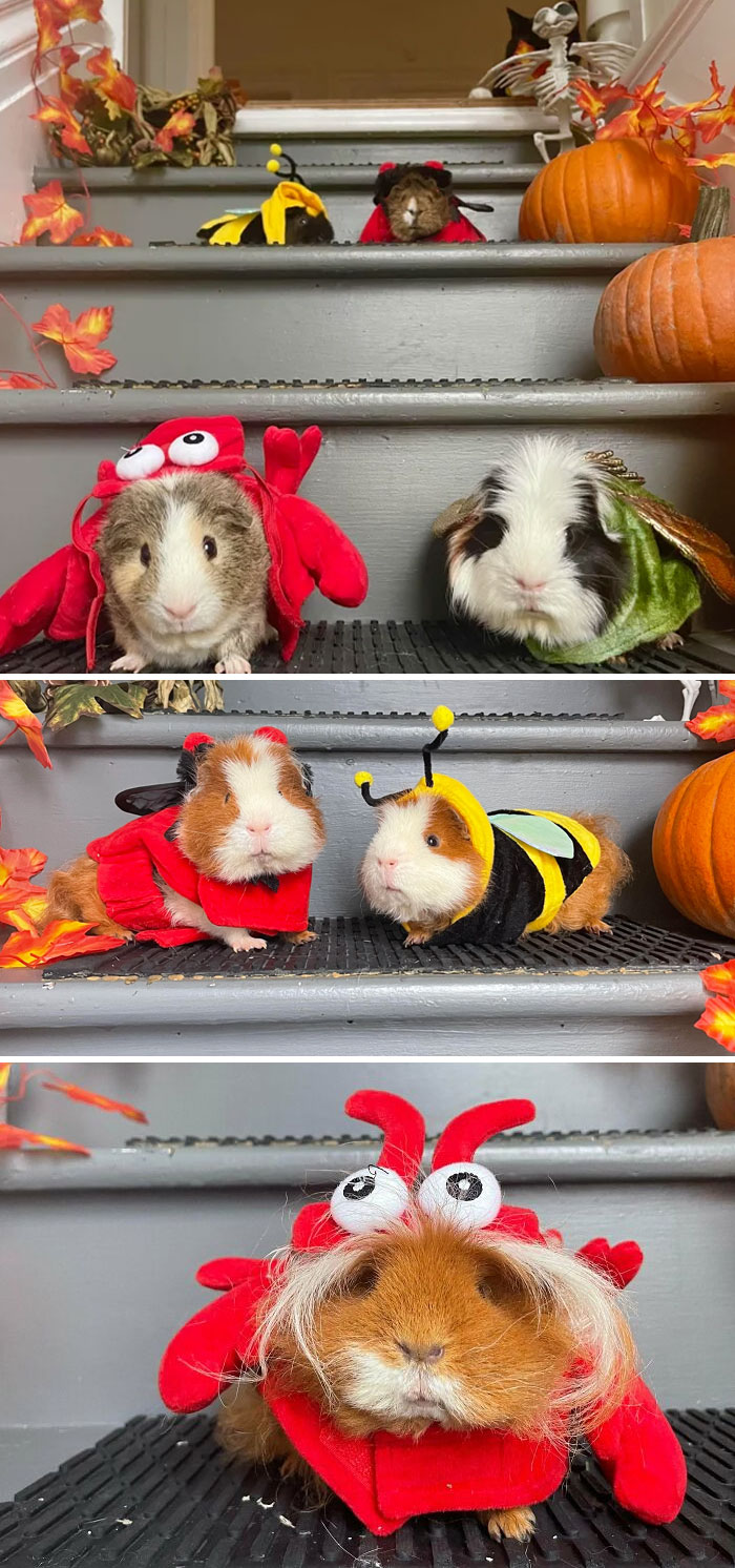 Feliz Halloween, de parte del grupo de conejillos de indias más dulce