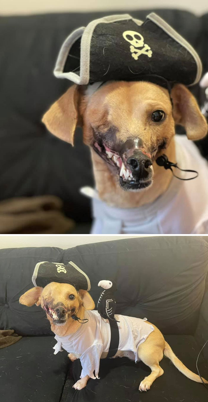 Mi perro pirata se disfrazó de perro pirata para Halloween