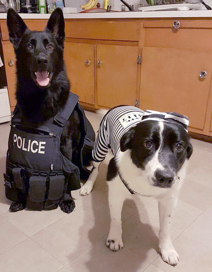 Mis dos cachorros interpretando los roles de sus disfraces de Halloween. Herbie parece estar muy contento de haber atrapado a un criminal y Marley solo se ve triste y culpable