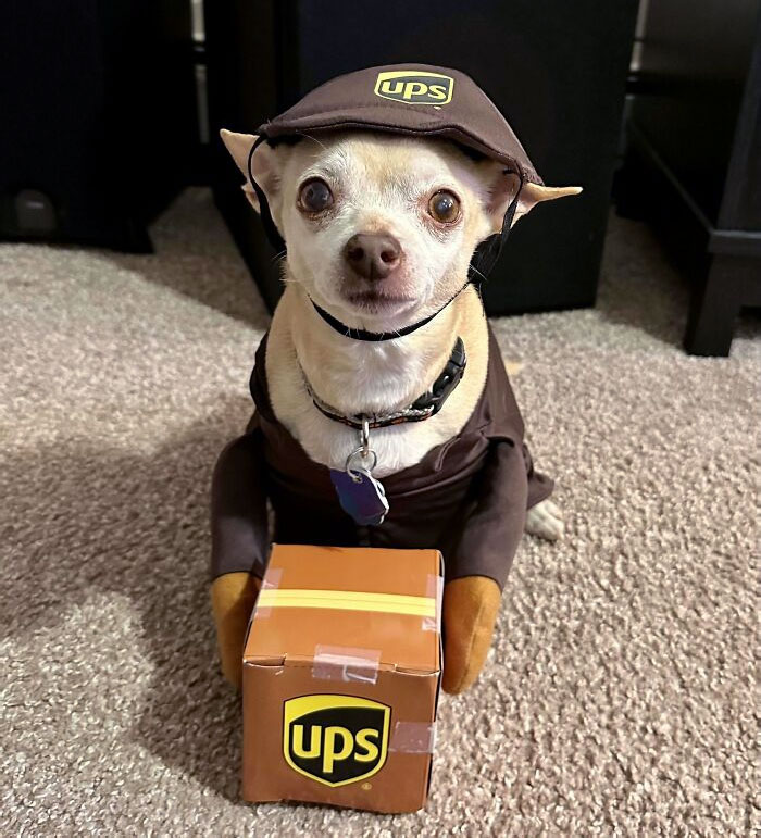 Ayer, mi chihuahua de 15 años (Munch) recibió su disfraz de Halloween