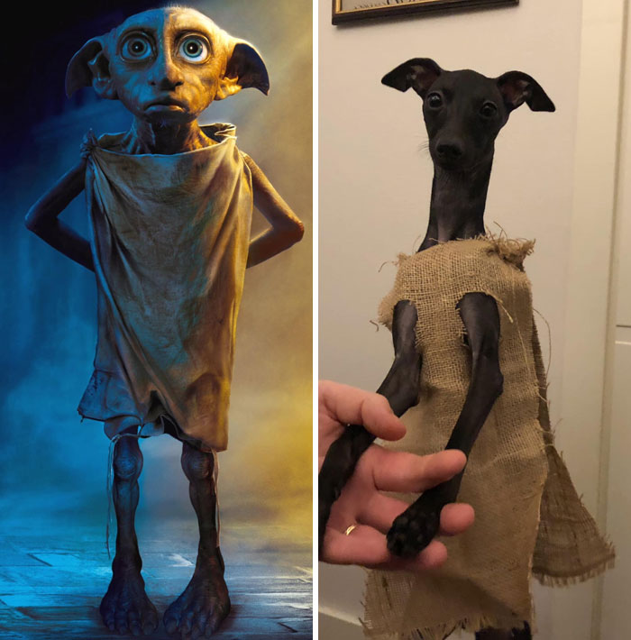 El disfraz de Halloween de este año