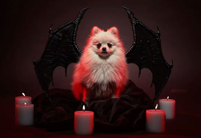 El murciélago más adorable de todos