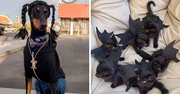 ¿Cómo vestir a tu mascota para Halloween? 40 disfraces geniales y adorables creados por los dueños