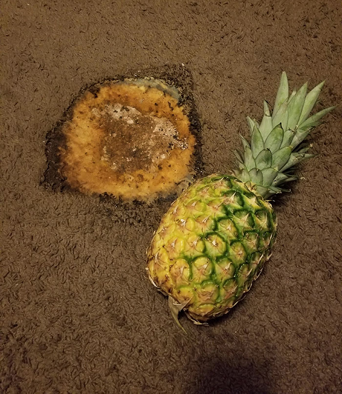 Un agujero de quemadura que descubrí oculto debajo de la cama de mi compañera de piso luego de que la eché. La piña es para la escala