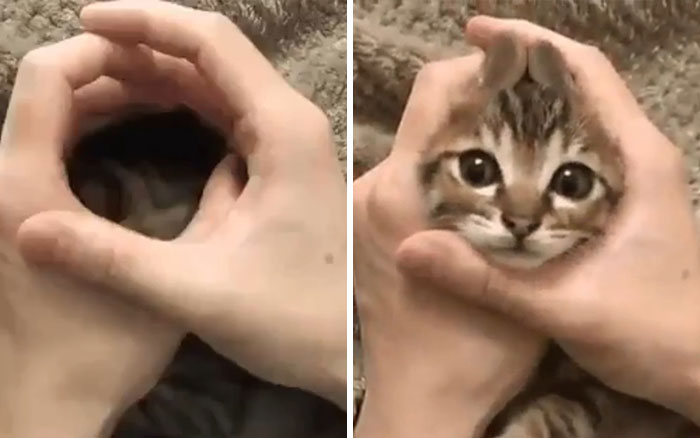 Cómo convertir a tu gato en un conejo