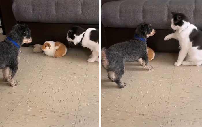 “¡No! ¡No lo toques!”