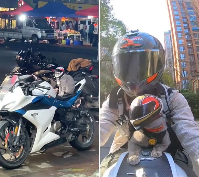 Un viaje con el gato