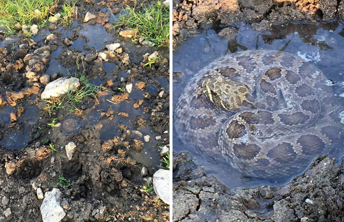 Esta serpiente de cascabel fue encontrada bañándose en un charco creado a partir de la huella de una vaca