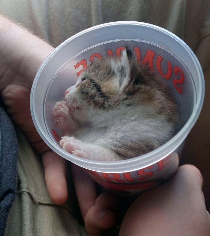  No dejó de maullar hasta que lo puse en la taza