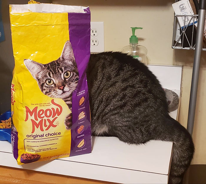 Por fin conseguí tomar una foto de mi gato donde mira a la cámara