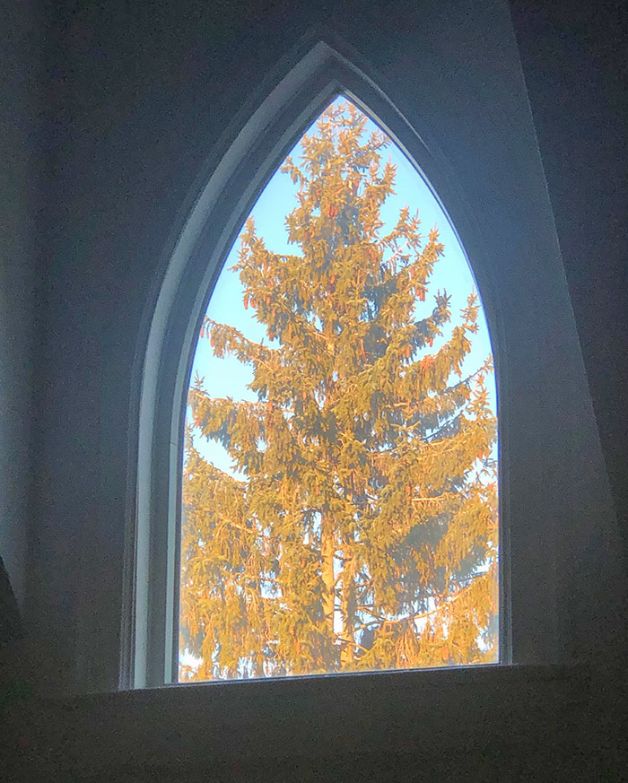 El árbol de mi vecino encaja perfectamente en mi ventana