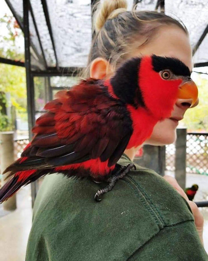 Una persona pájaro