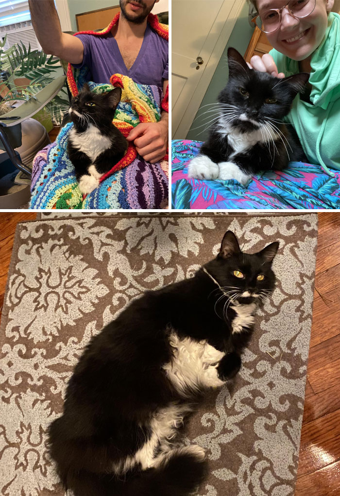 ¡Acabo de adoptar a esta anciana esponjosa con un pequeño bigote blanco!