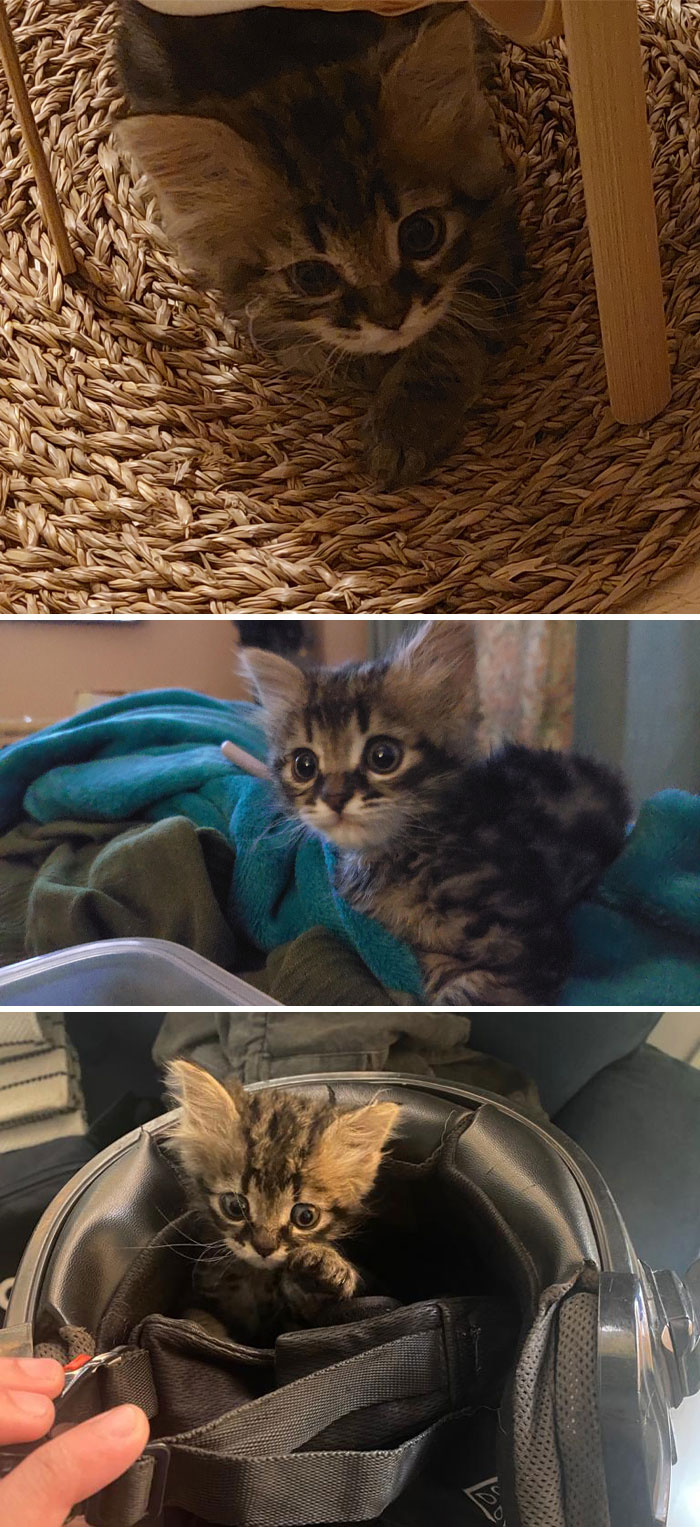 Mi pequeño rescate, estoy enamorada