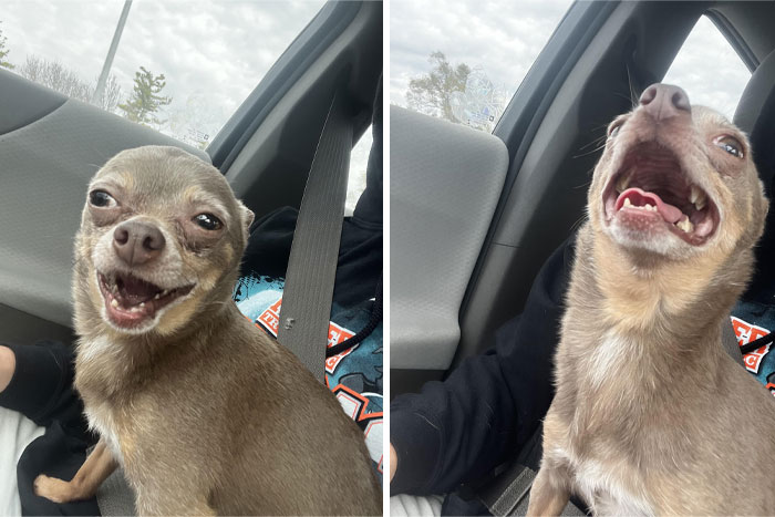 Recientemente adopté a esta ancianita y por lo que parece le encantan los paseos en coche