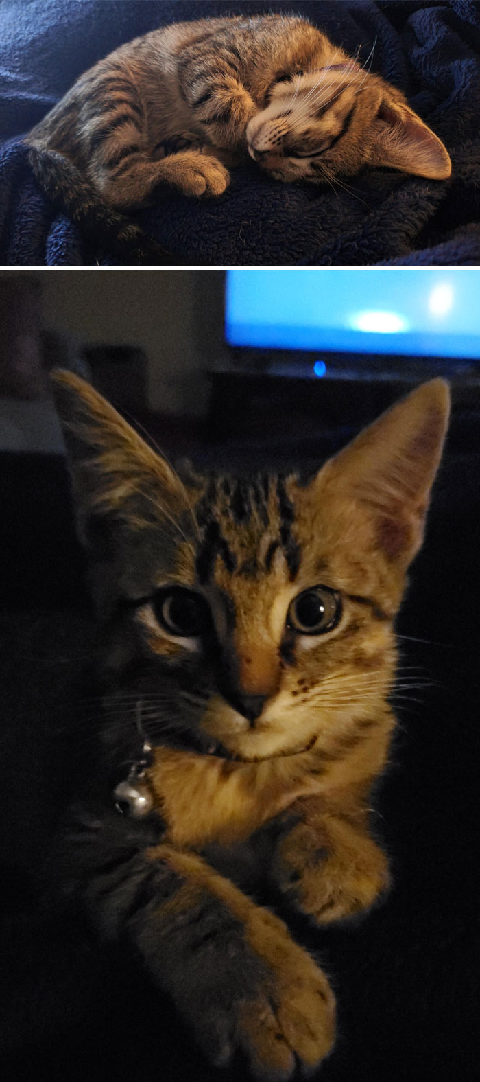 Mi vida se ha vuelto mucho más brillante desde que adopté a Sofi