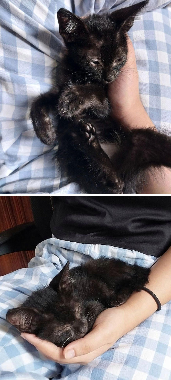 Era un gato callejero que encontré fuera de nuestra casa, y le di de comer. Un poco más tarde, se durmió en mi regazo. Decidí adoptar a este pequeñín