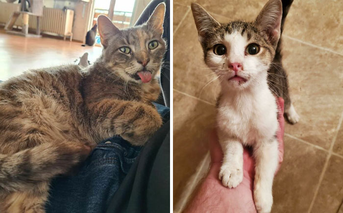 40 Reconfortantes fotos de mascotas rescatadas durante Octubre para alegrarte el alma