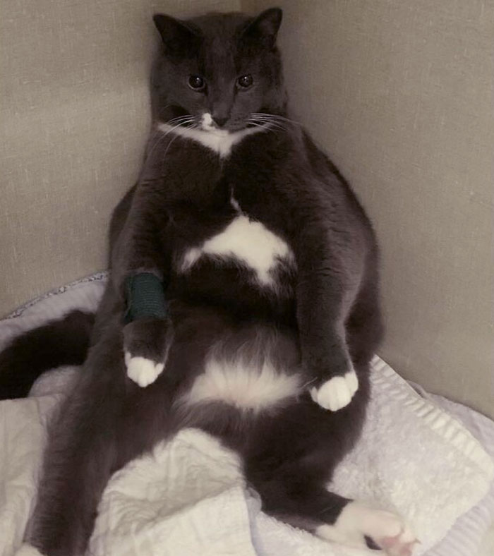 El veterinario llamó y preguntó si podían utilizar una foto de nuestro gato para fines de marketing mientras estaba en la cirugía dental. Dije que sí, y luego enviaron la foto