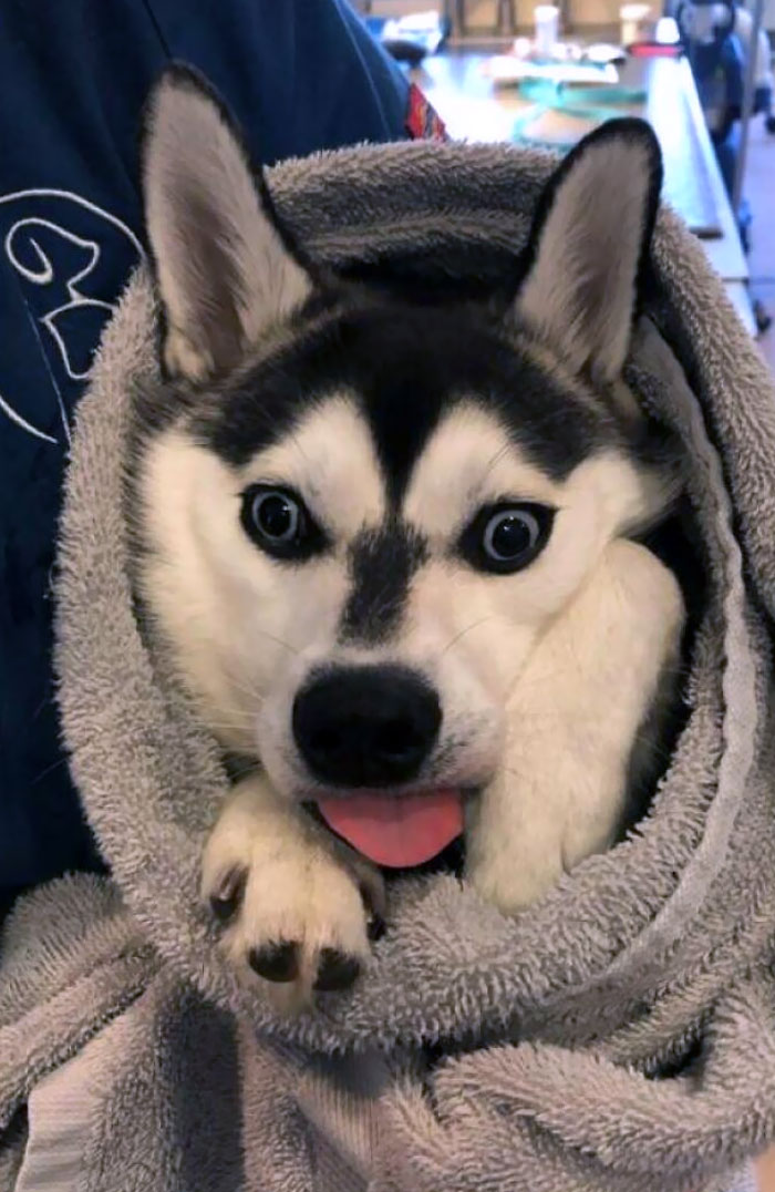 Mi hijo fue castrado ayer. El veterinario tomó una foto después de que se despertara