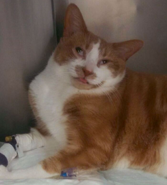 Cheddar fue drogado en el veterinario el otro día