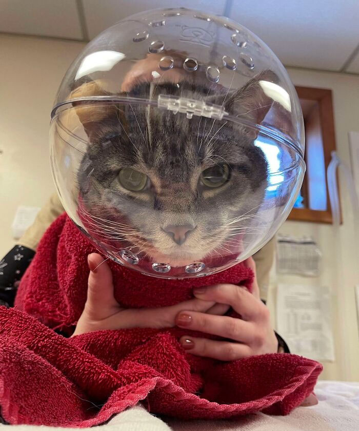 Mi gato se ha portado mal hoy en el veterinario
