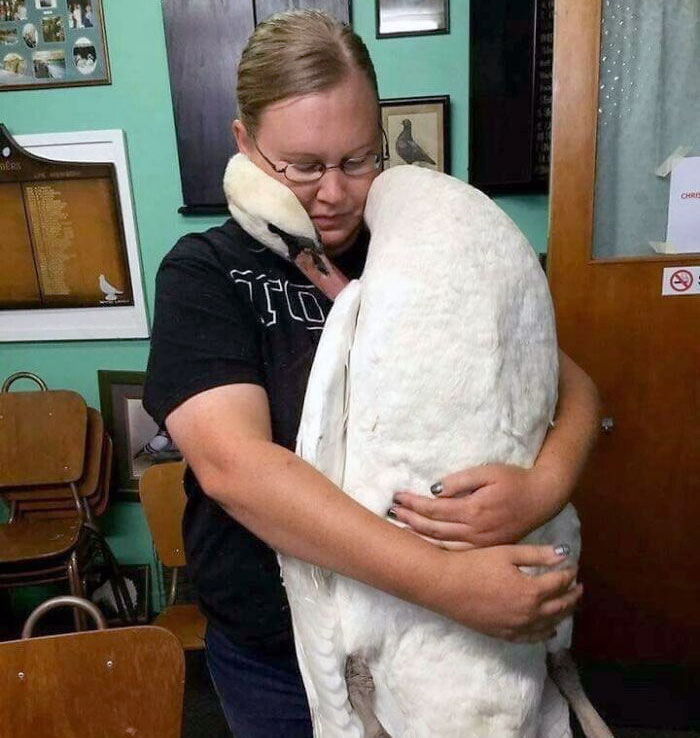 Este cisne abraza a la veterinaria que le salvó la vida