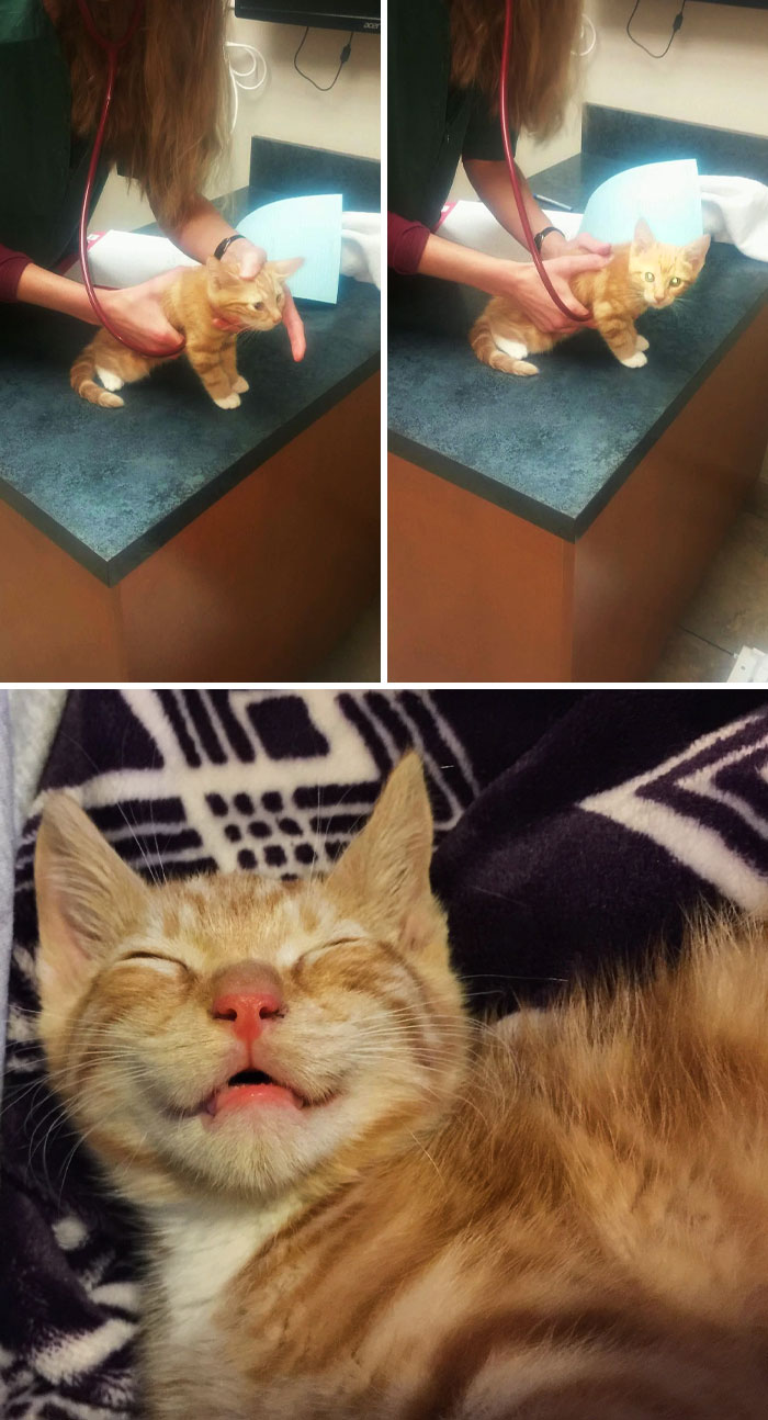 Primera visita al veterinario. Tony ronroneaba tan fuerte que el veterinario tuvo que taparle la nariz para escuchar su corazón